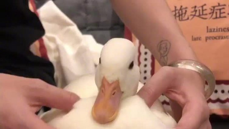给鸭鸭大胸肌进行按摩服务&nbsp;